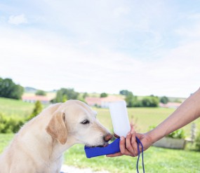 Reisetrinkflasche für Hunde 500ml