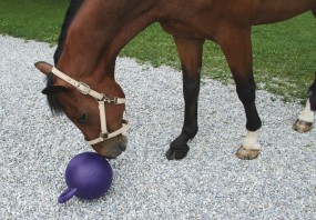 Spielball für Pferde